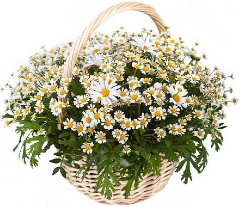 Композиция из полевых и одноголовых Ромашек в корзине «Ромашковый сад» Композиция из полевых и одноголовых Ромашек в корзине «Ромашковый сад»