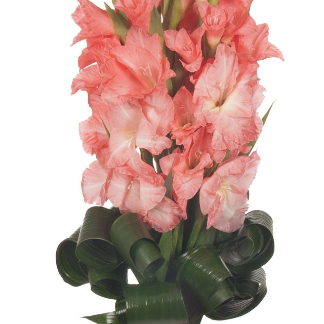 Букет из Гладиолусов «Школьный звонок» Букет из Гладиолусов «Школьный звонок»