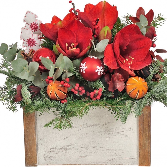 Новогодняя композиция с Амариллисами в ящике «Праздничный амариллис» Новогодняя композиция с Амариллисами в ящике «Праздничный амариллис»