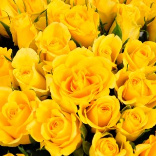 Желтая роза Кения в коробке 101шт