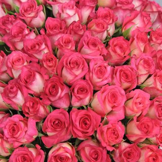 Розы Кения розовая 101 шт «Божественной»