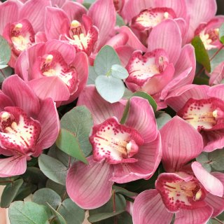 Композиция из розовых Орхидей «Лола»