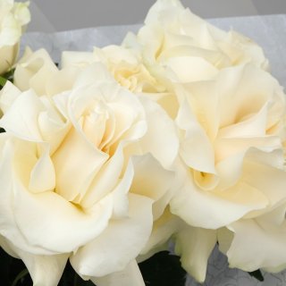 Букет белых Роз «Мира»