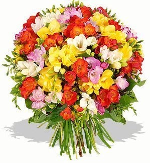 Букет из разноцветных Фрезий «Ароматные фрезии» Букет из разноцветных Фрезий «Ароматные фрезии»