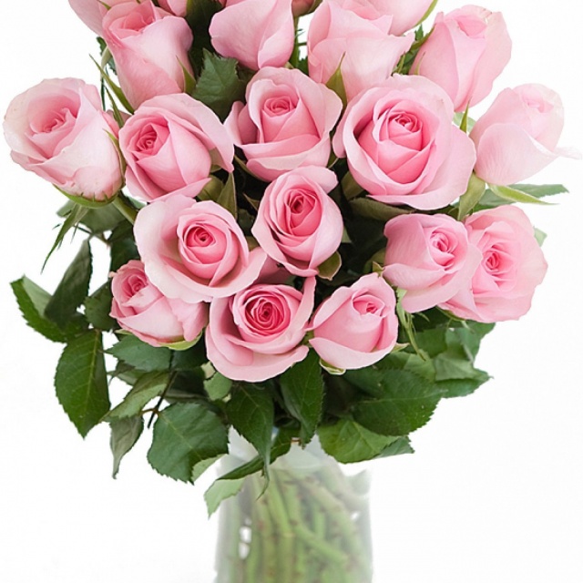 Роза 40 см Кенийская Роза 40 см Кенийская