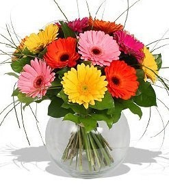 Букет из гербер «Сияло солнце» Букет из гербер «Сияло солнце»