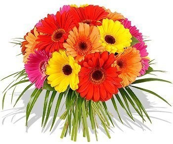 Букет Гербер «Великолепные Герберы» Букет Гербер «Великолепные Герберы»
