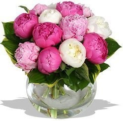 Букет из Пионов «Эстелла» Букет из Пионов «Эстелла»