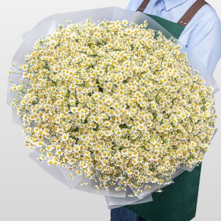 Букет Ромашек «Ромашковое поле» Букет Ромашек «Ромашковое поле»