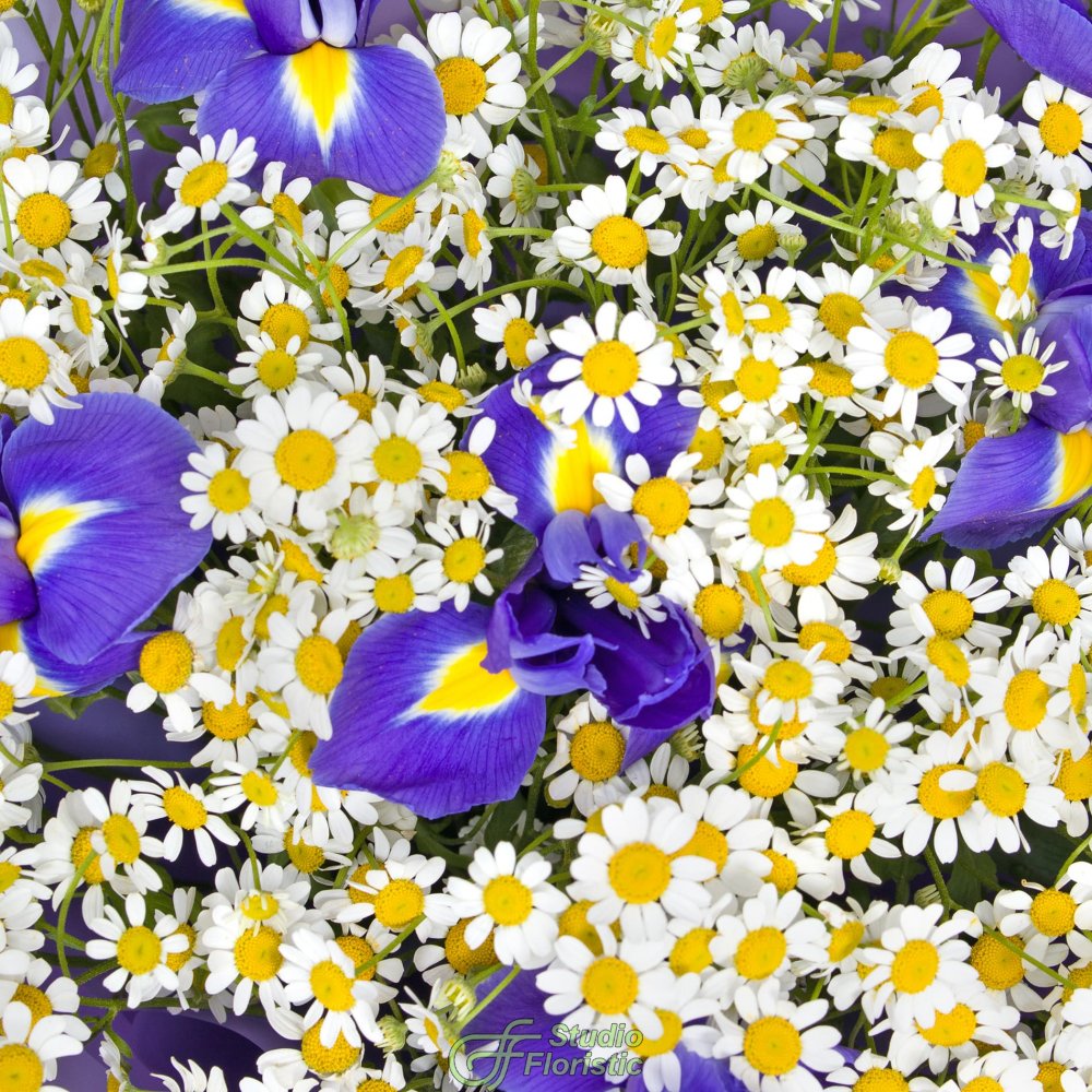 Букет из Ромашек и Ирисов «Русское поле» Букет из Ромашек и Ирисов «Русское поле»