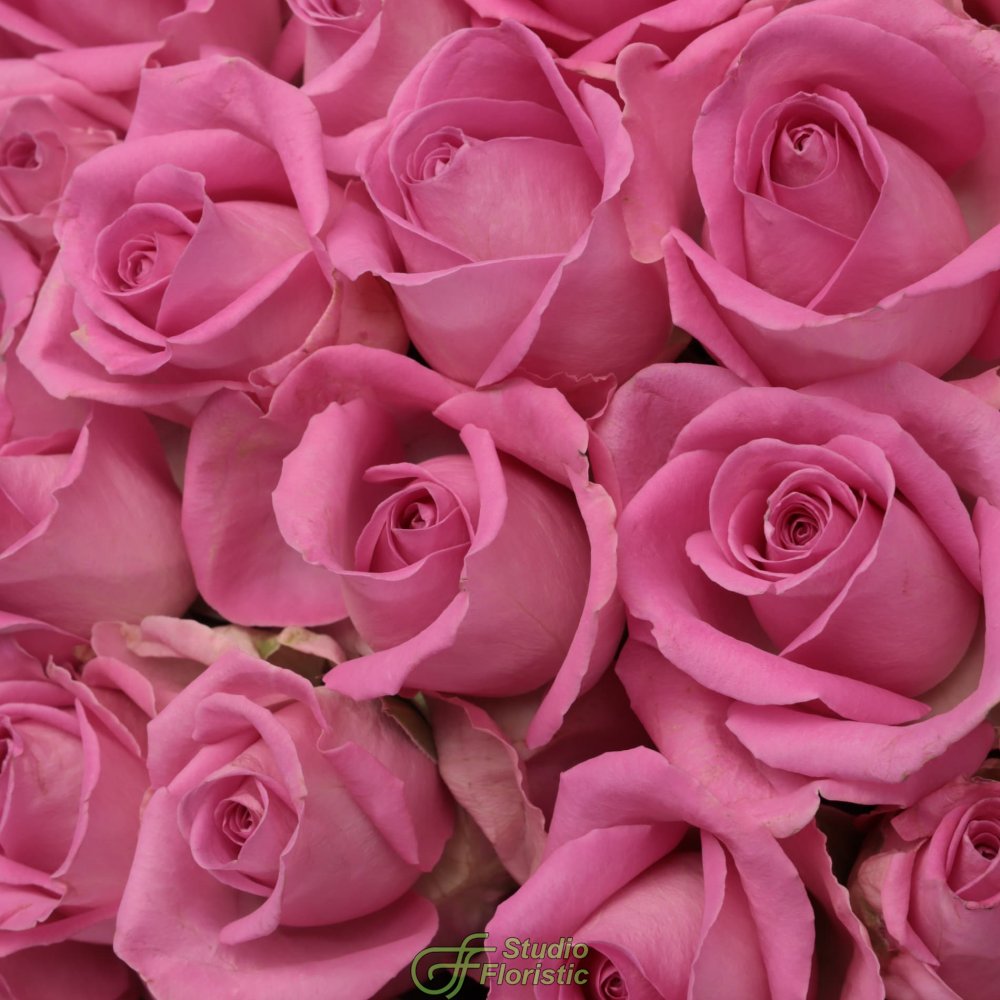 Композиция из Розовых Роз Кения 101 шт в шляпной коробке «Розовый вельвет» Композиция из Розовых Роз Кения 101 шт в шляпной коробке «Розовый вельвет»