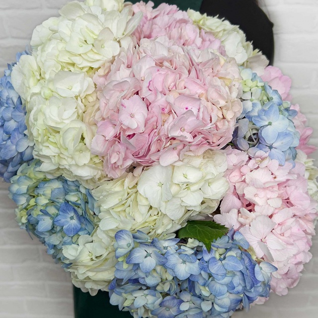 Букет из Гортензий «Ничего лишнего» Букет из Гортензий «Ничего лишнего»