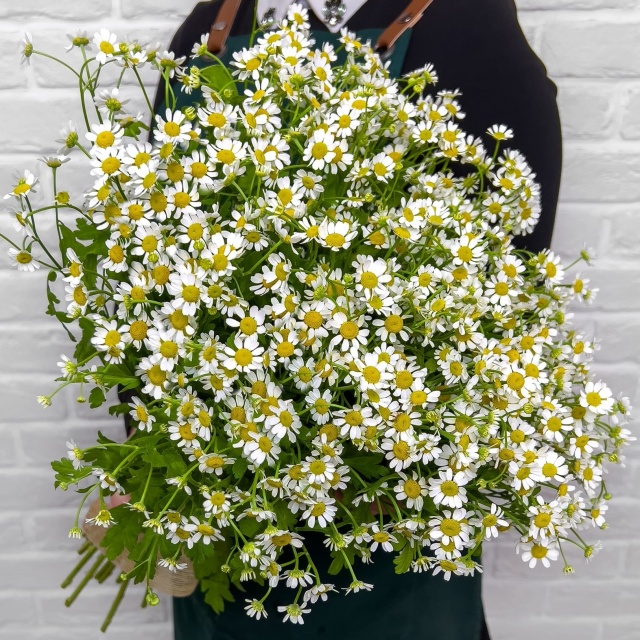 Букет из 15 Ромашек «Летняя пора» Букет из 15 Ромашек «Летняя пора»