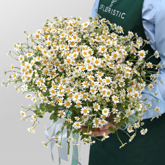 Букет из 15 Ромашек «Летняя пора» Букет из 15 Ромашек «Летняя пора»