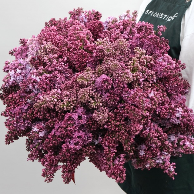 Букет из 101 Сирени «Дерево Любви» Букет из 101 Сирени «Дерево Любви»