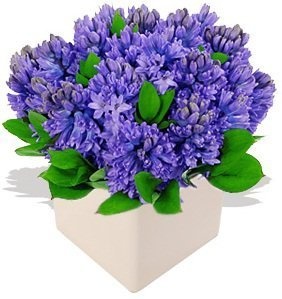 Композиция из Гиацинтов «Голубой гиацинт в кубе» Композиция из Гиацинтов «Голубой гиацинт в кубе»