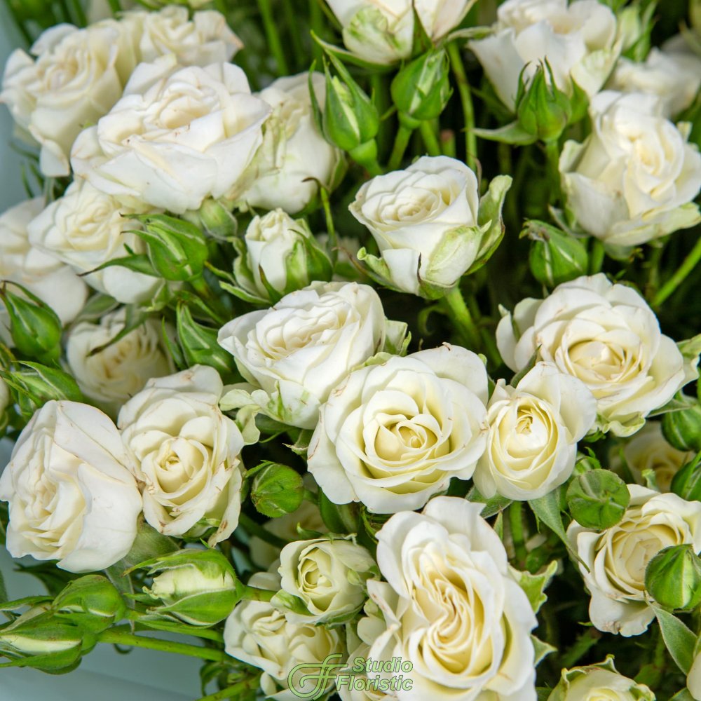 Букет из кустовых Роз «Белый шелест» Букет из кустовых Роз «Белый шелест»