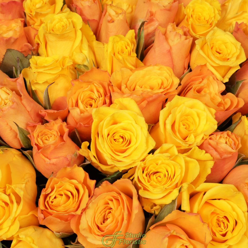 Букет Роз Кения 101 шт «Солнечная история» Букет Роз Кения 101 шт «Солнечная история»