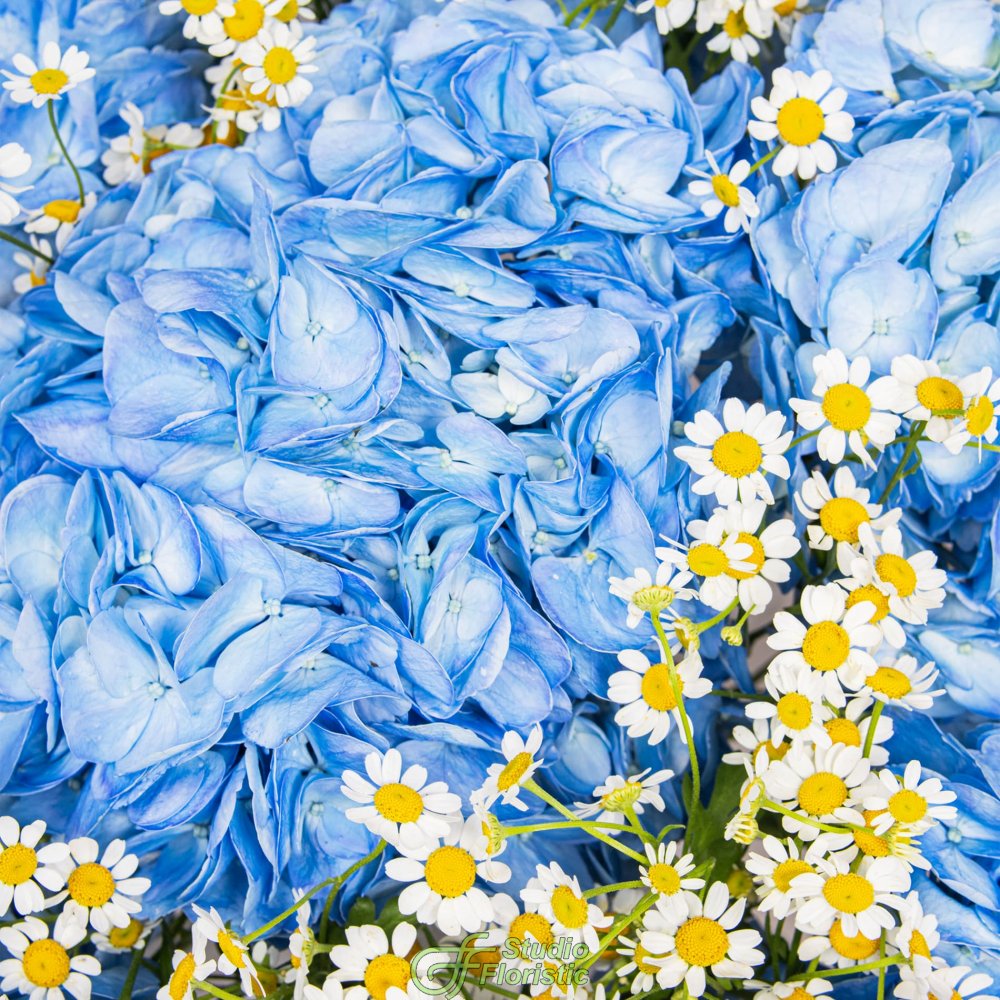 Букет из Гортензий и Ромашек «Улыбка лета» Букет из Гортензий и Ромашек «Улыбка лета»