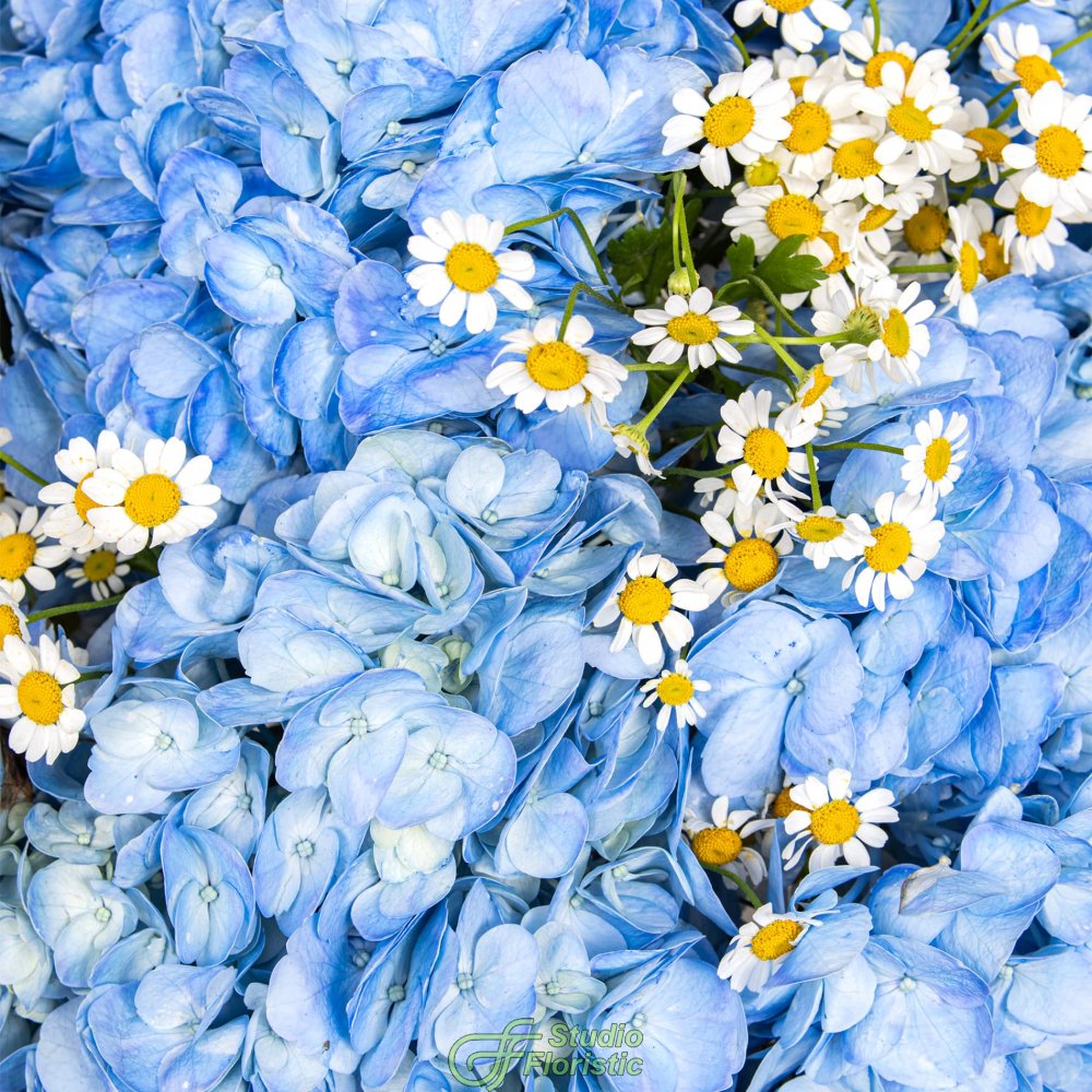 Букет из Гортензий и Ромашек «Небо в ромашках» Букет из Гортензий и Ромашек «Небо в ромашках»