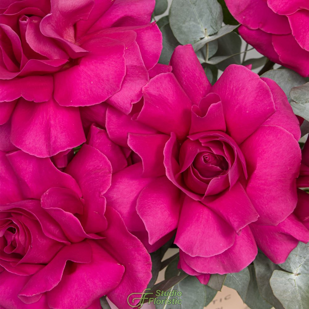 Композиция из Роз Эквадор в шляпной коробке «Сладкая Нежность» Композиция из Роз Эквадор в шляпной коробке «Сладкая Нежность»