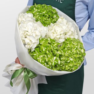 Букет из Гортензий «Мохито» Букет из Гортензий «Мохито»