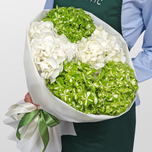 Букет из Гортензий «Мохито» Букет из Гортензий «Мохито»