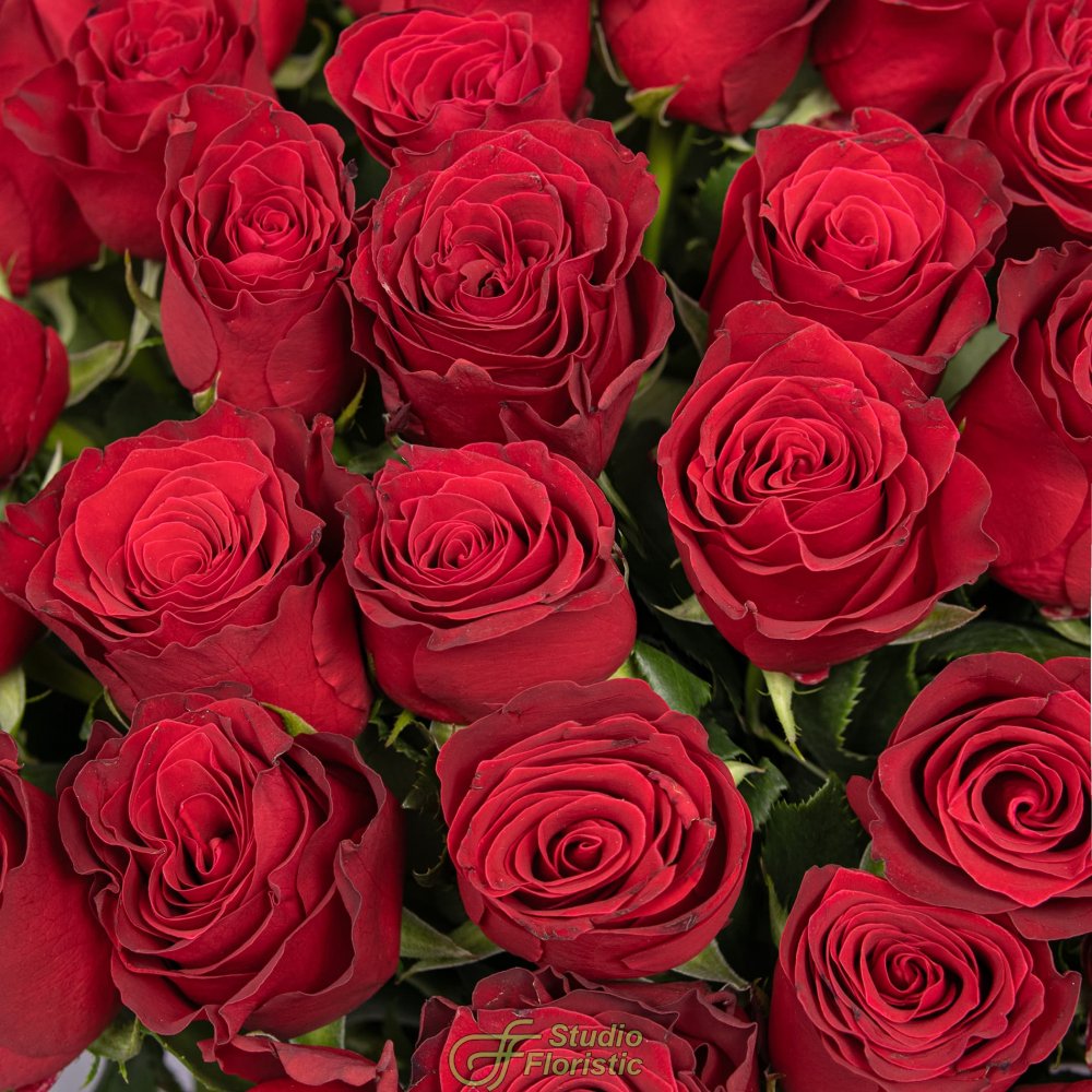Букет Роз Кения 60 см 51 шт «Вечер в Бордо» Букет Роз Кения 60 см 51 шт «Вечер в Бордо»