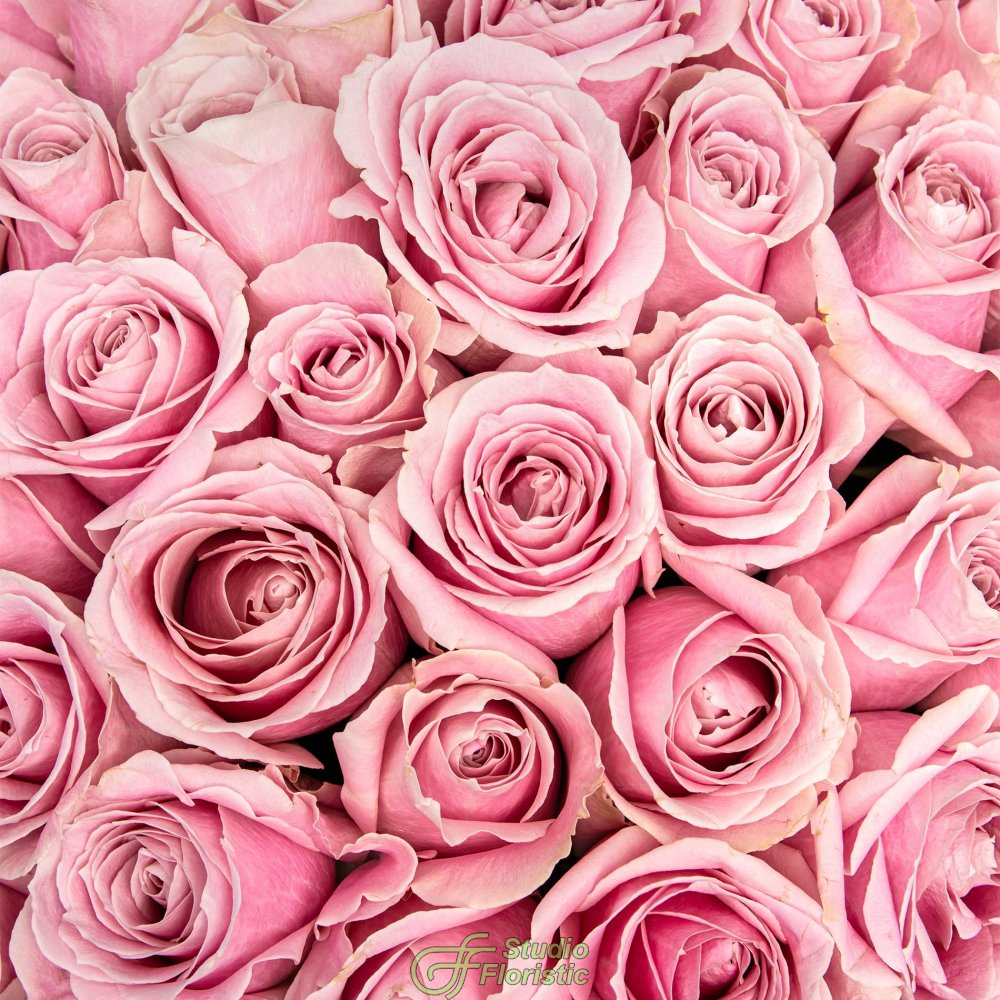 Букет из розовых Роз Россия 51 шт «Облако Нежности» Букет из розовых Роз Россия 51 шт «Облако Нежности»