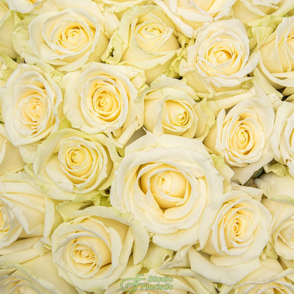 Букет из белых Роз Россия 101 шт «Абсолютная Роскошь» Букет из белых Роз Россия 101 шт «Абсолютная Роскошь»