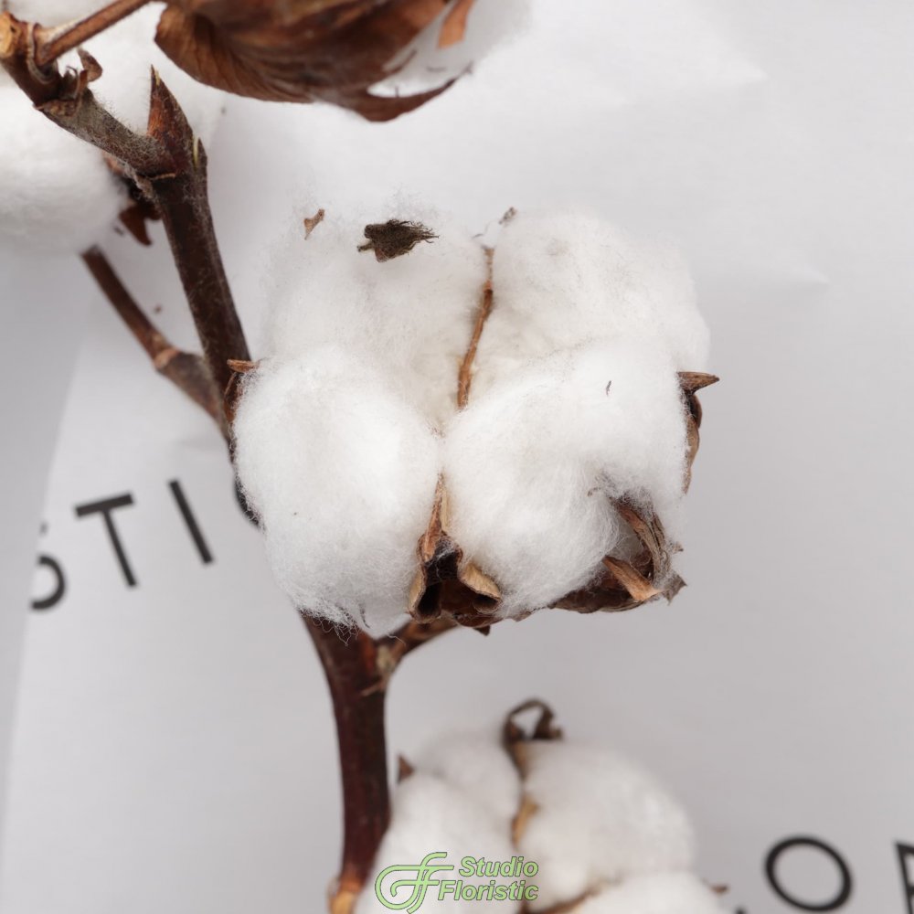 Букет из ветки Хлопка «Мягкое Прикосновение» Букет из ветки Хлопка «Мягкое Прикосновение»