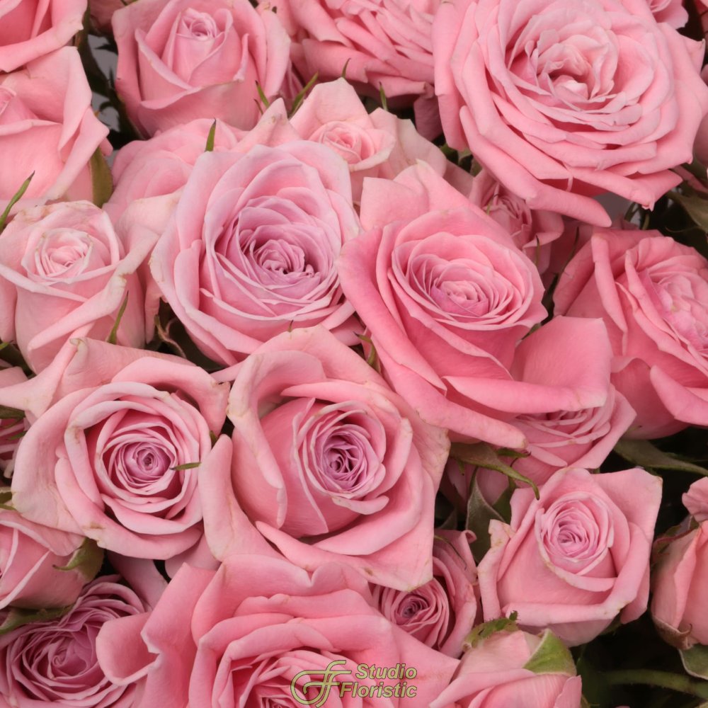 Букет из Кустовых Роз 15 шт «Юность» Букет из Кустовых Роз 15 шт «Юность»